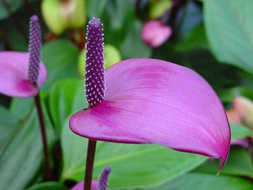 Anthurium Fiorino avec un voile en forme de tulipe de rose-violet profond