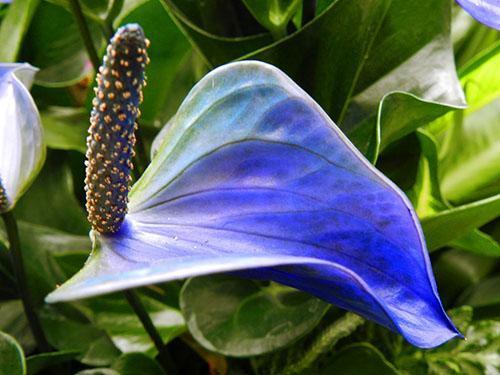 Bleu Anthurium Bleu Princesse Alexia