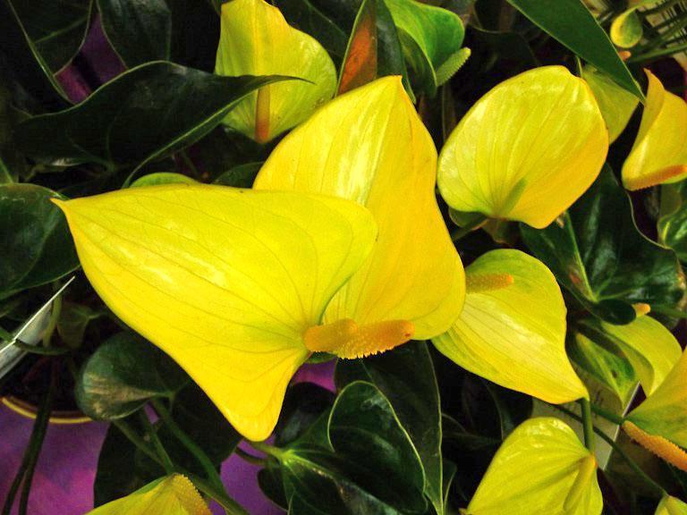 Anthurium jaune de la variété Princess Alexia