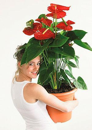 Anthurium Dakota