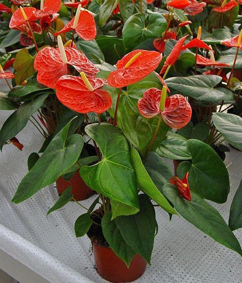 Variétés d'Anthurium Minnesota