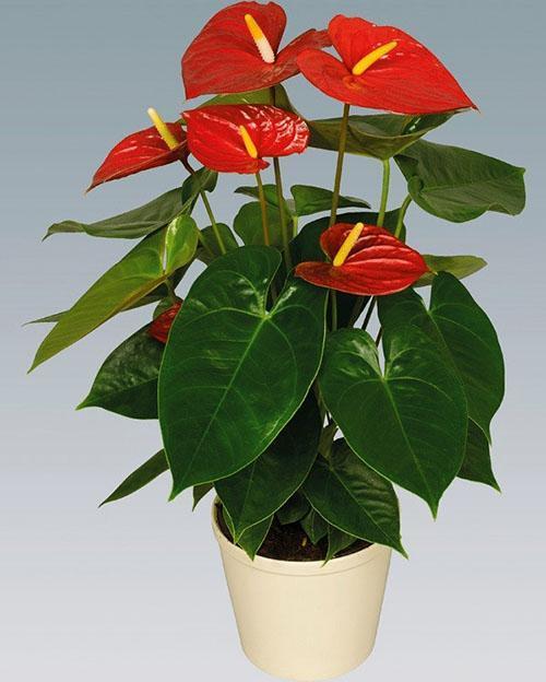 Rouge Anthurium