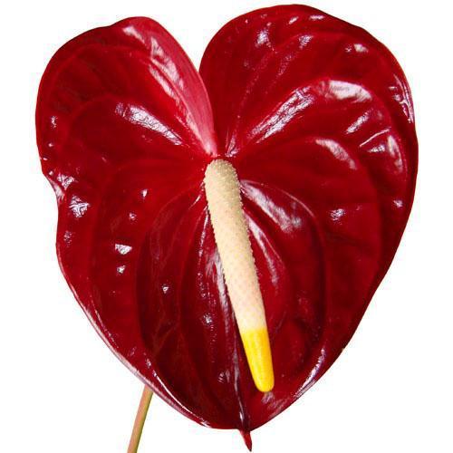 Anthurium rouge foncé