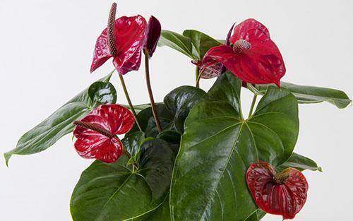 Variétés d'Anthurium Utah