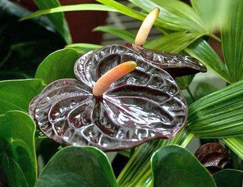 Luxueux anthurium noir Reine noire