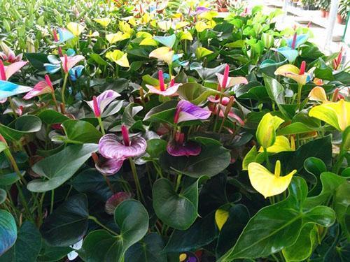 Une des variétés d'anthurium Andre