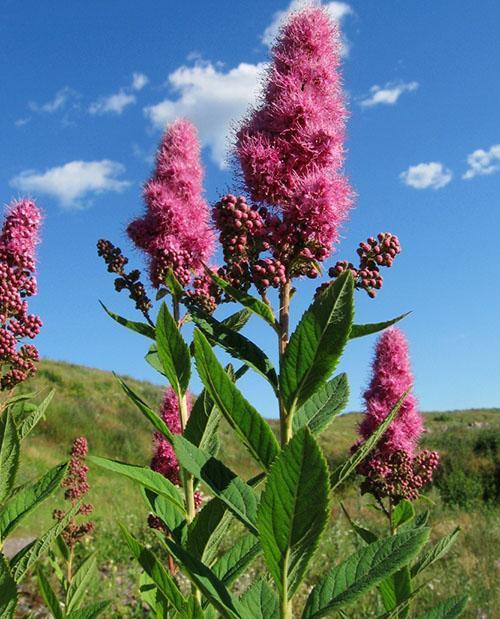 Spirea sauce rosea