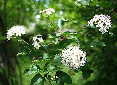 Spirea Kalinolistnaya