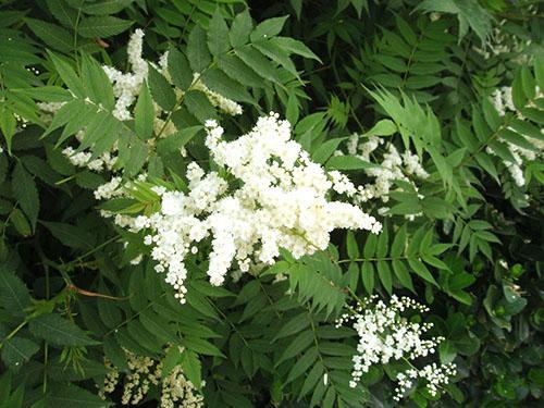 Spirea de hojas de serbal