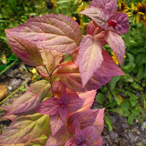 Spirea Macrophila