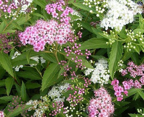 Spirea Shiroban