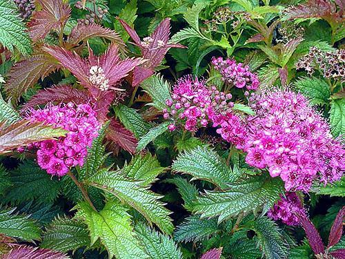 Spirea Crispus