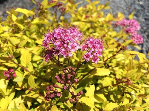 Spirea Goldmound