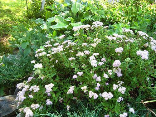 Spirea enana