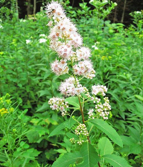 El comienzo de la floración de White Spirea.