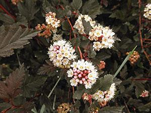 Buisson décoratif de spirée de beauté étonnante