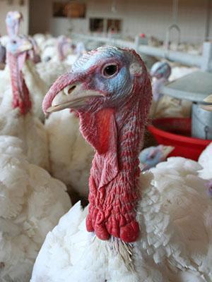 British United Turkeys (BUT) Big 6