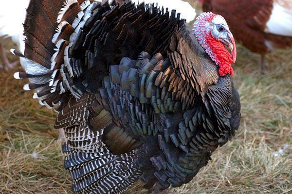 Pavo de bronce