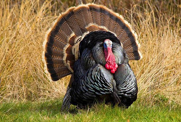 Pavo macho de pecho ancho bronce