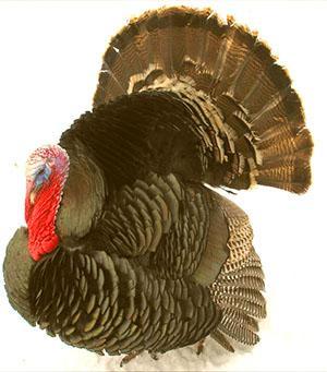Turquie bronze de Moscou