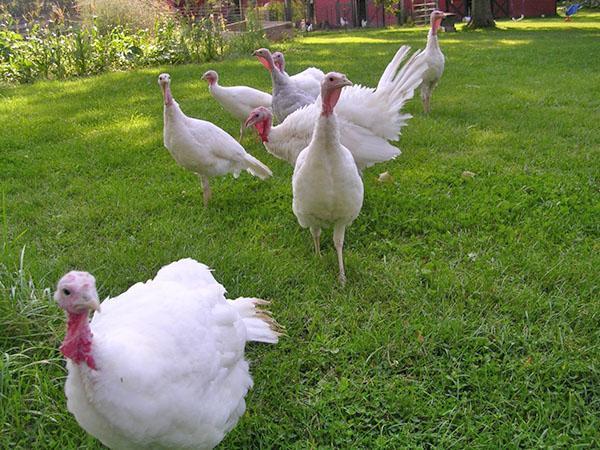 Pavos blancos de pecho ancho