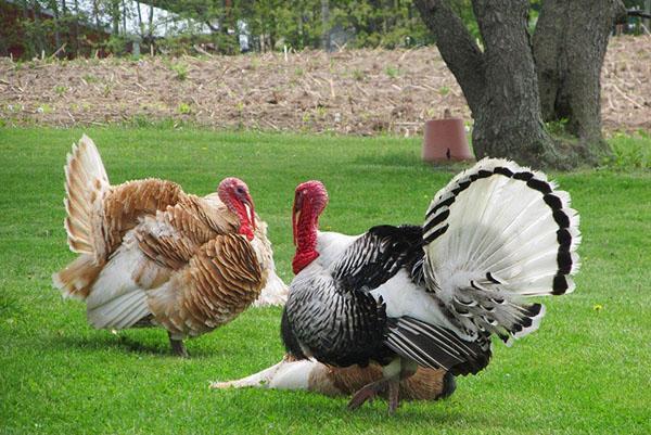 Pavos de diferentes razas.