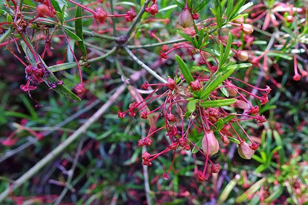 Euonymus nain Turkestanicus