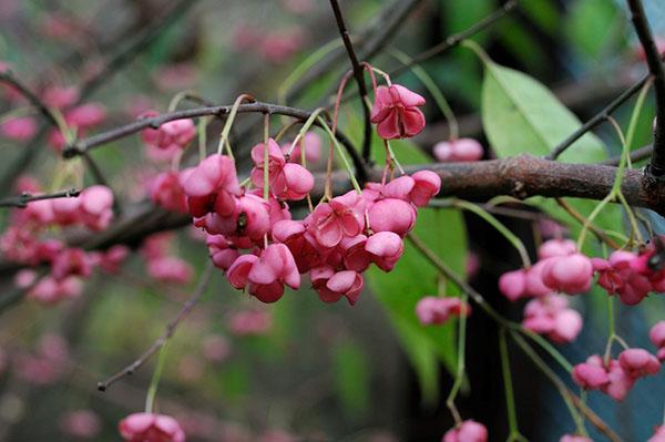 Fruit-boîtes d'euonymus de Maak