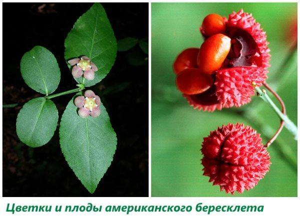 Fleurs et fruits d'euonymus américain