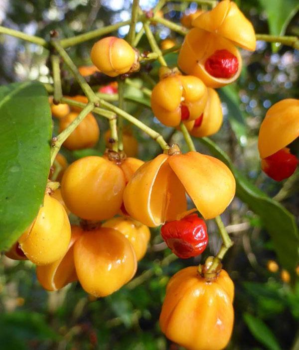 Fruits d'euonymus de Wilson