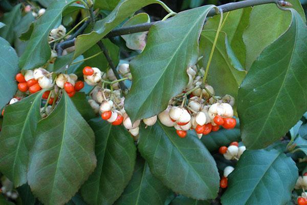 Forchun euonymus branche avec fruits