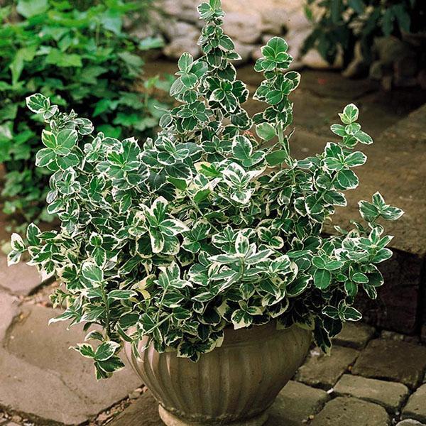 Emeraude Gaiety euonymus