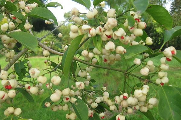 Pop Corn euonymus Hamilton