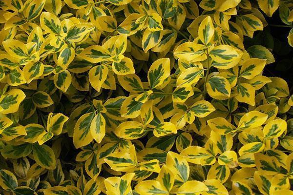 Euonymus de Fortune Sunshine