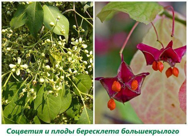 Inflorescences et fruits du fusain à grandes ailes