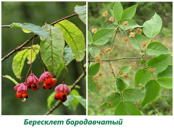 Euonymus verruqueux