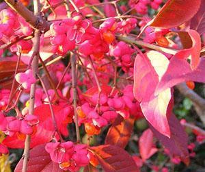 Euonymus European Red Cascade