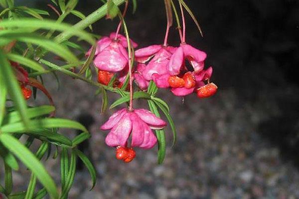 Fruits nains d'euonymus