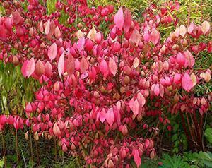 Euonymus en couleur d'automne