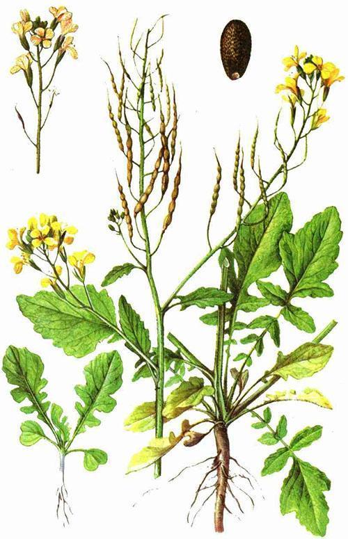 Radis sauvage (Raphanus sativus var.raphanistrum)