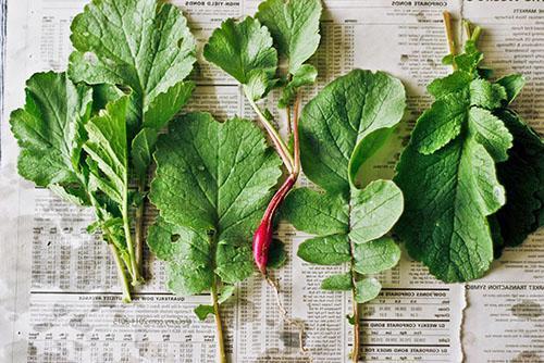 Feuilles de radis