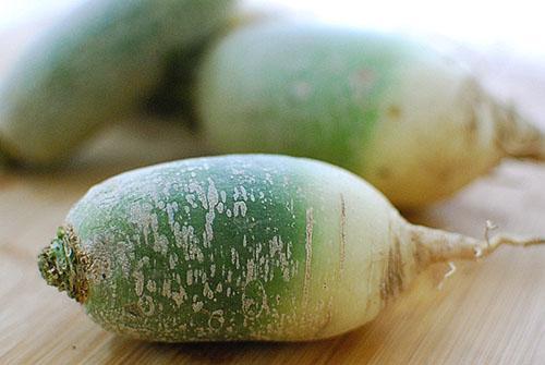 Rábano chino o rábano verde (Raphanus sativus var.lobo)