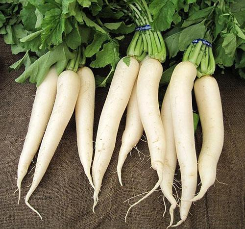 Rábano daikon (Raphanus sativus var. Longipinnatus)