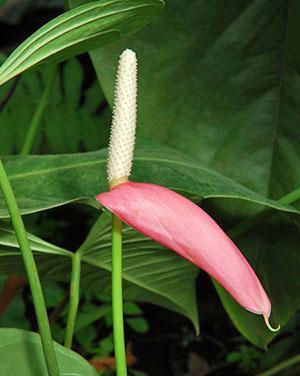 Anthurium Linden a un voile rose ovale et effilé