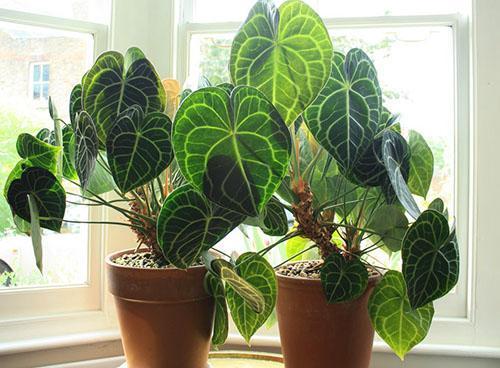 Anthurium en cristal (Anthurium crystallinum)