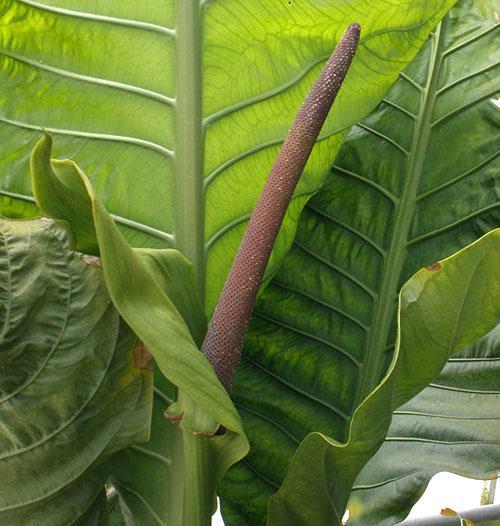 L'anthurium de Hooker a des oreilles violettes avec des bractées vertes
