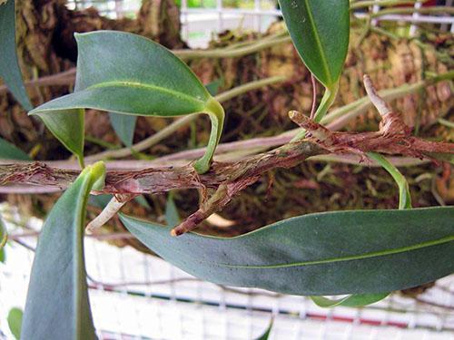 Anthurium grimpant (Anthurium scandens)