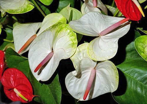 Anthurium André (Anthurium andreanum)