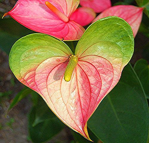 Anthurium Andre à inflorescence rose