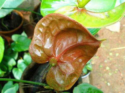 Couverture Marron Anthurium